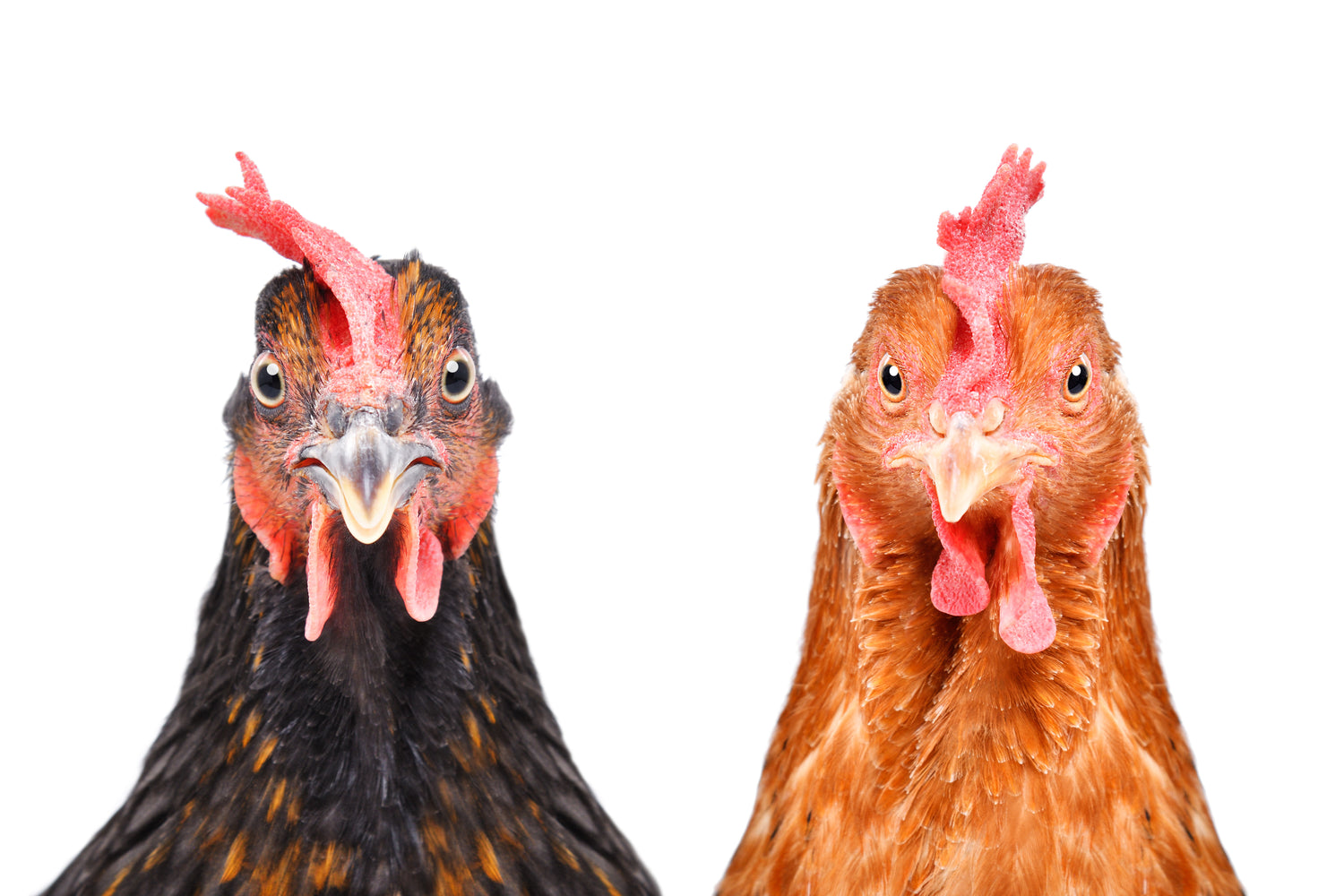 Chicken Crime Department